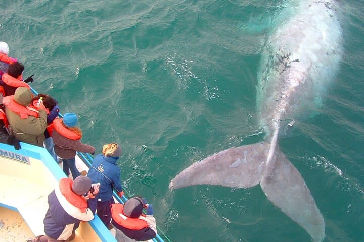 Peninsula Valdés Wildlife Escape: 4-Day Whales, Penguins & Sea Lions from Puerto Madryn