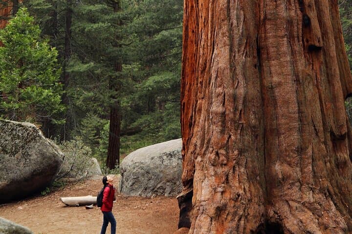 Armstrong Redwoods & Kendall-Jackson 5-Course Winery Lunch Tour
