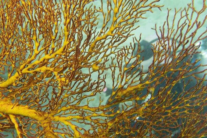 Muiron Island Diving Tour — Ningaloo Reef Double Dive with Guide and Lunch photo 5