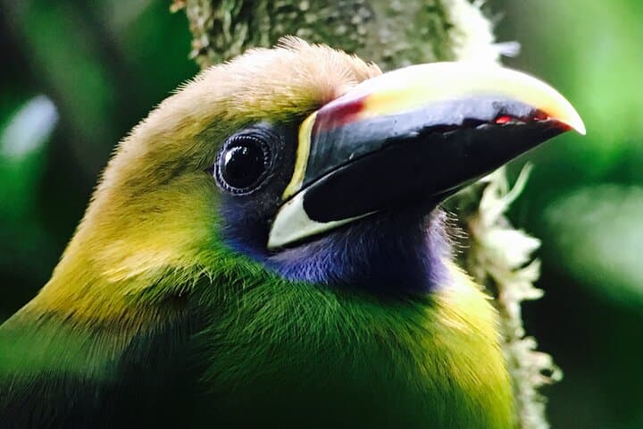Birding Monteverde Cloud Forest: Small-Group Guided Tour to See 400 Species