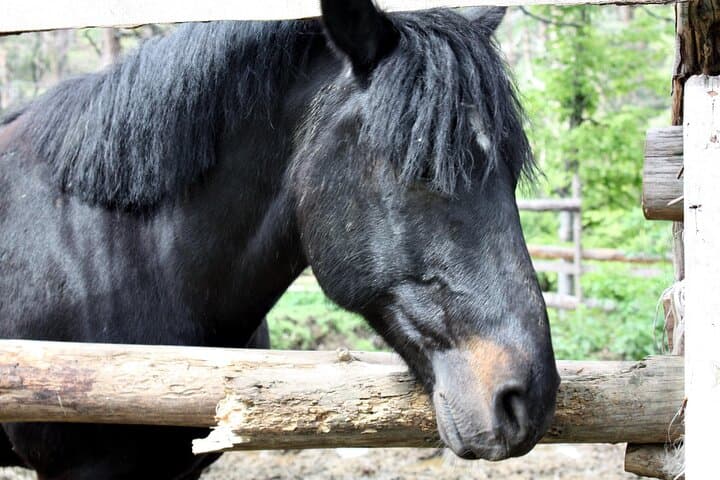 Bulgarian Homestay Experience: Breadmaking, Yoghurt & Cattle-Keeping photo 2