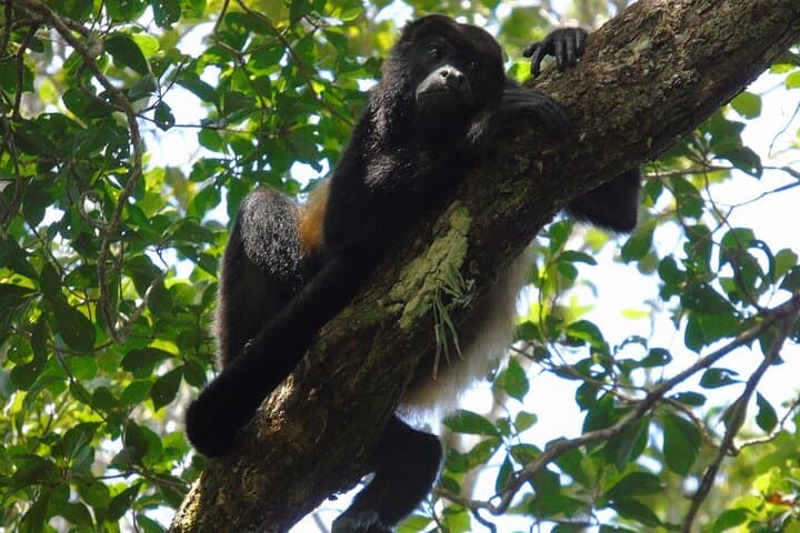 Colón Rainforest, San Lorenzo Fort & Agua Clara Locks — Half-Day Cruise Excursion photo 2