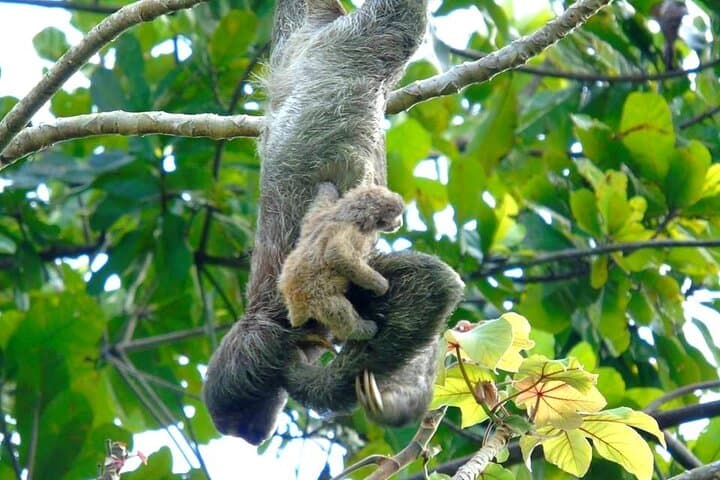 Colón Rainforest, San Lorenzo Fort & Agua Clara Locks — Half-Day Cruise Excursion photo 3