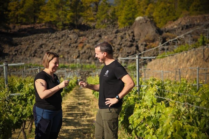Arafo Mountain Vineyard: Organic Wine Tasting & Mountain Viticulture Tour