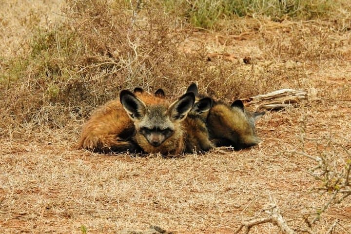 Addo Elephant National Park Full-Day Safari: Big Five, Braai & Photo Opportunities photo 3