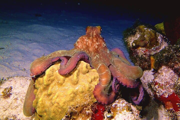 Discover Scuba in Isla Mujeres: Try Diving Without Certification photo 4