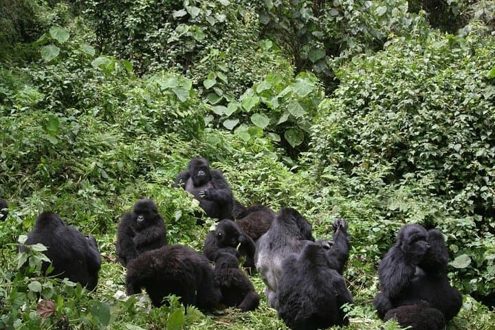 11-Day Uganda & Rwanda Private Safari — Gorilla Trekking, Chimp Tracking & Murchison Falls photo 2