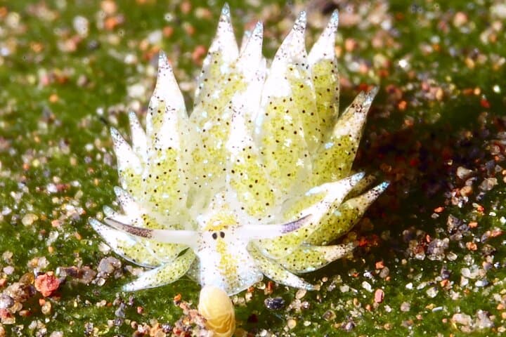 Tulamben Macro Dive Day: Two Shore Dives for Underwater Photographers