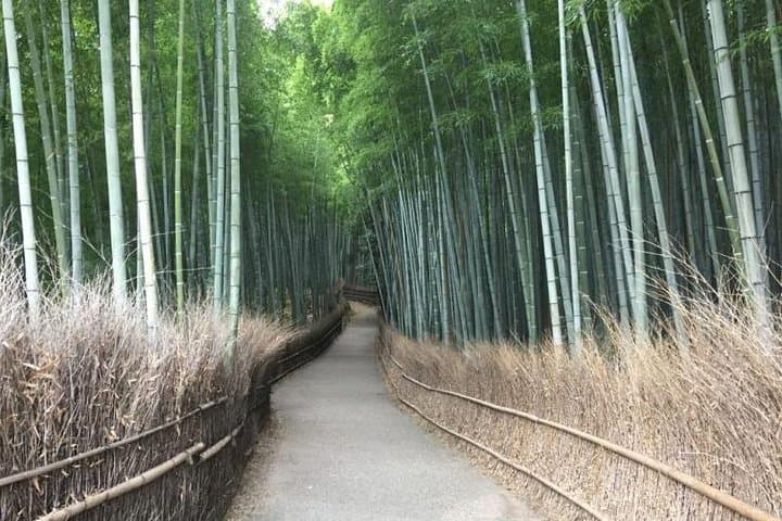 Arashiyama in a Day: Mt Iwatayama Monkeys, Bamboo Grove & Tenryuji Temple photo 1