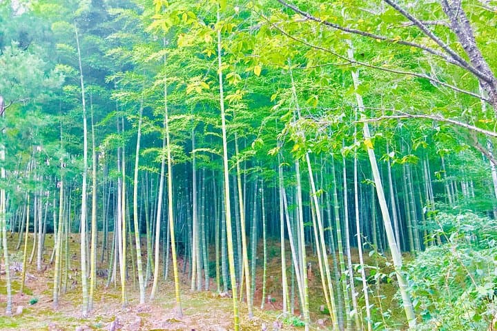 Arashiyama in a Day: Mt Iwatayama Monkeys, Bamboo Grove & Tenryuji Temple photo 4