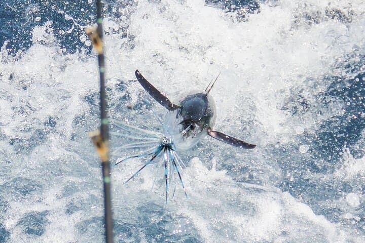 Full-Day Private Sport Fishing Charter in Cabo San Lucas — 8-Hour Offshore Adventure photo 6
