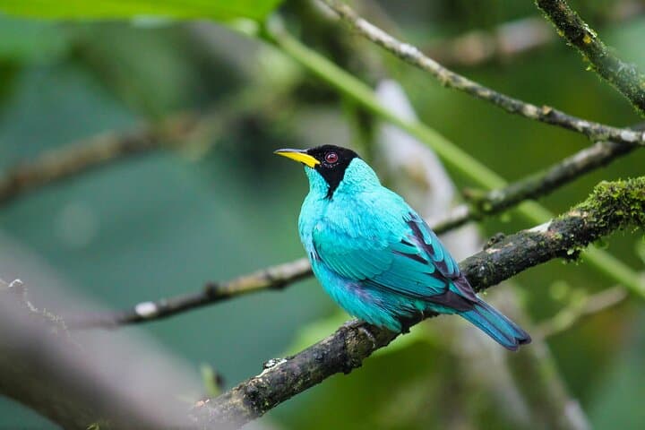Birdwatching from Cuenca to Gualaceo: Tinajillas Cloud Forest Day Tour photo 2