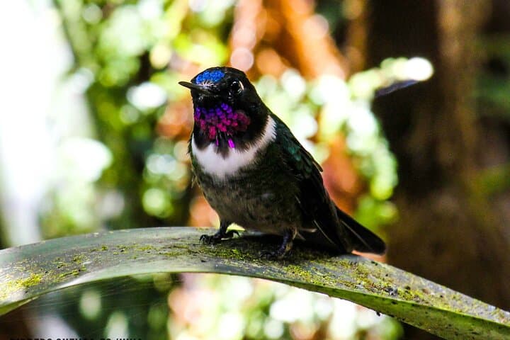 Birdwatching from Cuenca to Gualaceo: Tinajillas Cloud Forest Day Tour photo 3