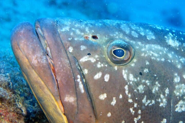 Shore Scuba Diving at Playa Chica, Lanzarote — Certified Diver Excursions photo 5
