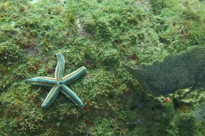 Discover Scuba Diving at the Catalinas — Beginner Guided Dives from Tamarindo photo 4