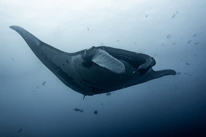 Discover Scuba Diving at the Catalinas — Beginner Guided Dives from Tamarindo photo 5
