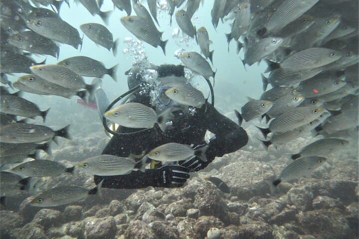 Discover Scuba Diving at the Catalinas — Beginner Guided Dives from Tamarindo photo 6