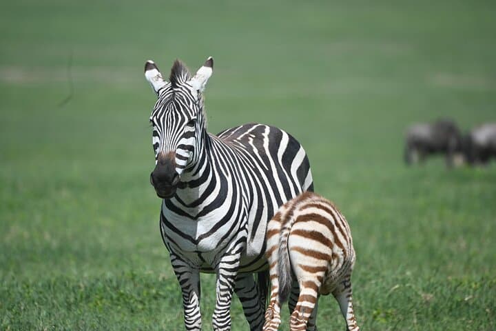 3-Day Sharing Safari: Tarangire, Ngorongoro & Lake Manyara photo 6