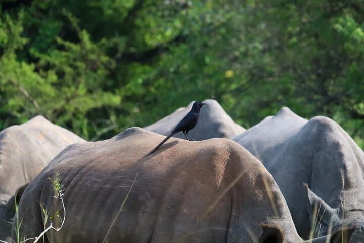 Ziwa Rhino Tracking: Full-Day Rhino Trek from Kampala to Uganda's Only Wild Rhino Sanctuary photo 2