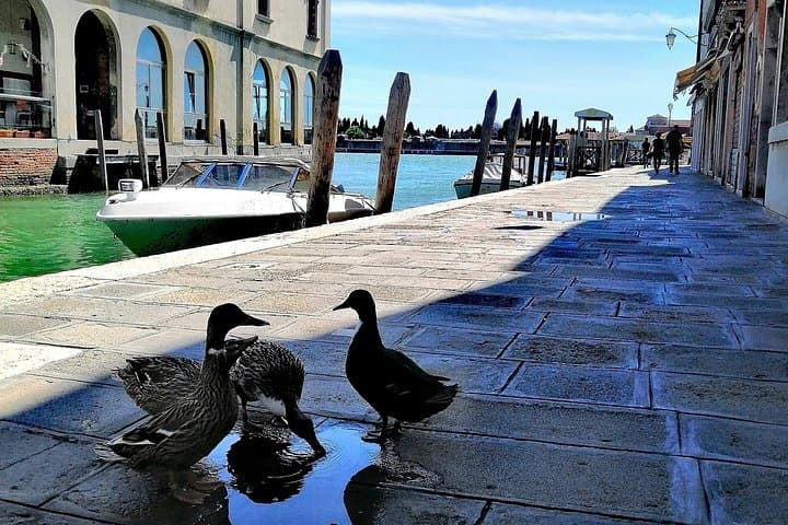 Island Hopping in Venice: Mazzorbo, Burano & Murano Half-Day Tour photo 4