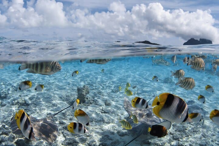 Introductory Scuba Dive in Bora Bora Lagoon: Coral Gardens & Tropical Fish photo 3