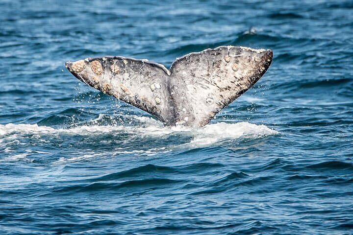 Long Beach Whale Watching: Guided Marine Wildlife Cruise from Dock 2 photo 3