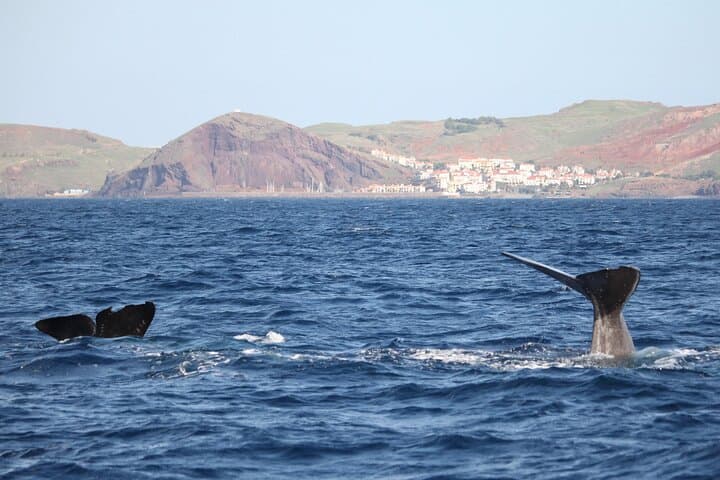 Speedboat Whale and Dolphin Watching in Madeira — Responsible Small-Group Tour photo 2