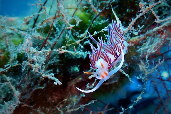 Guided Snorkeling at Paradise Beach, Mykonos — Aegean Marine Life Experience photo 4