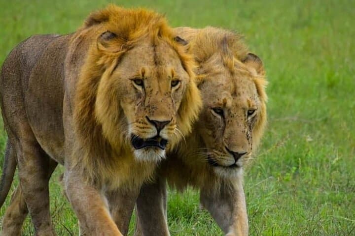 Day Safari to Lake Manyara National Park: Tree-Climbing Lions & Rift Valley Views photo 2