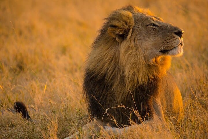 Day Safari to Lake Manyara National Park: Tree-Climbing Lions & Rift Valley Views photo 4