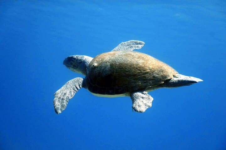 Qualified Diver One‑Tank Aegean Dive in Mykonos photo 5