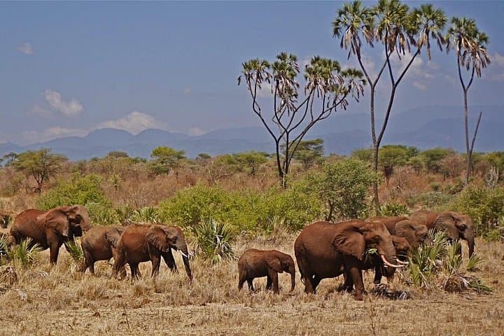 3-Day Meru National Park Safari: Private Game Drives, Birding & Elephant Herds photo 4