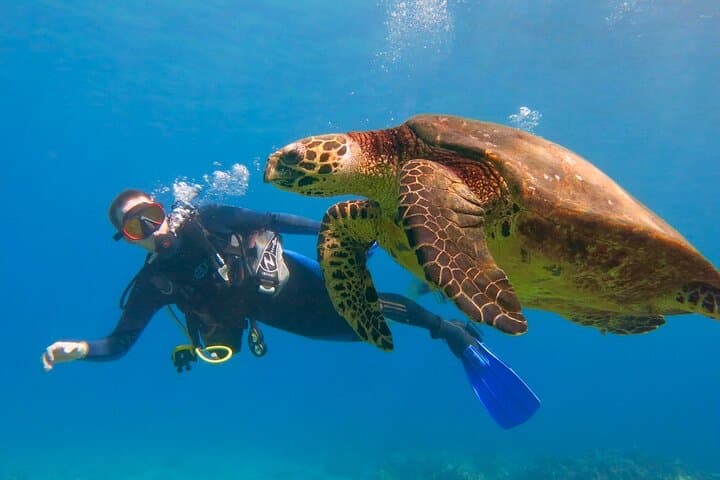 Beginner Scuba Dive in Lahaina — Kahekili Beach Shore Dive for First-Timers