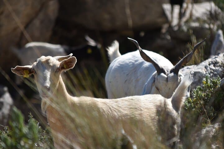Costa Blanca Full-Day Off-Road Jeep Safari from Benidorm photo 6