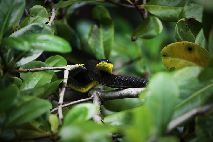 Daintree River Wildlife Cruise: Ultimate Rainforest Experience Guide photo 4
