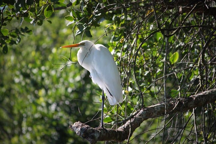 Daintree River Wildlife Cruise: Ultimate Rainforest Experience Guide photo 5
