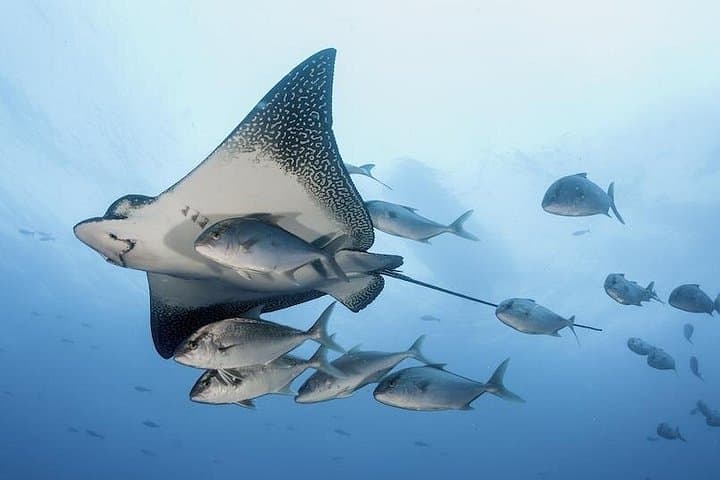 Two-Tank Guided Scuba at Santa Maria & Chileno Bay — Cabo San Lucas photo 2