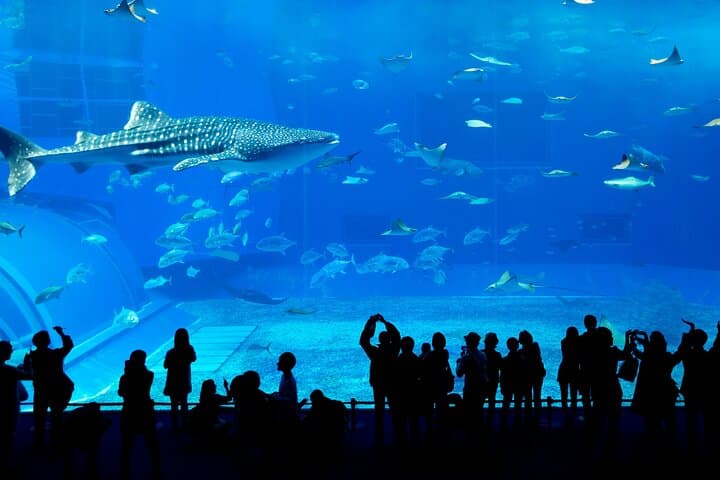 Burj Khalifa Silver + Dubai Aquarium & Underwater Zoo Combo Ticket photo 3