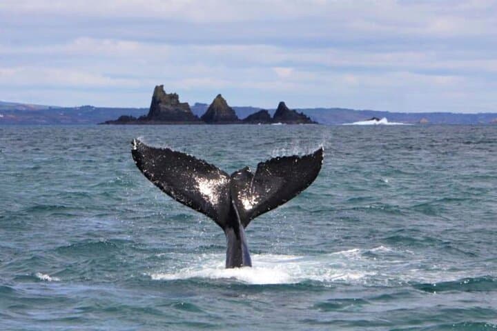 Fastnet Rock Lighthouse & Cape Clear Island Day Tour from Baltimore, West Cork photo 5