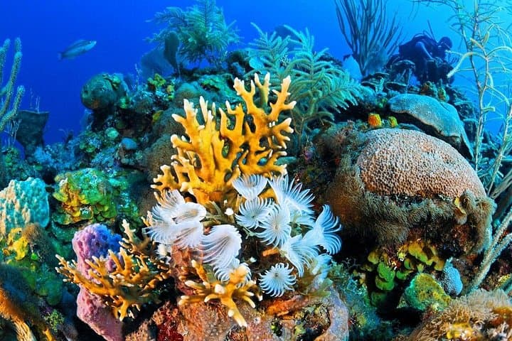 Ras Mohamed National Park: Full-Day Snorkel & White Island by Bus photo 3