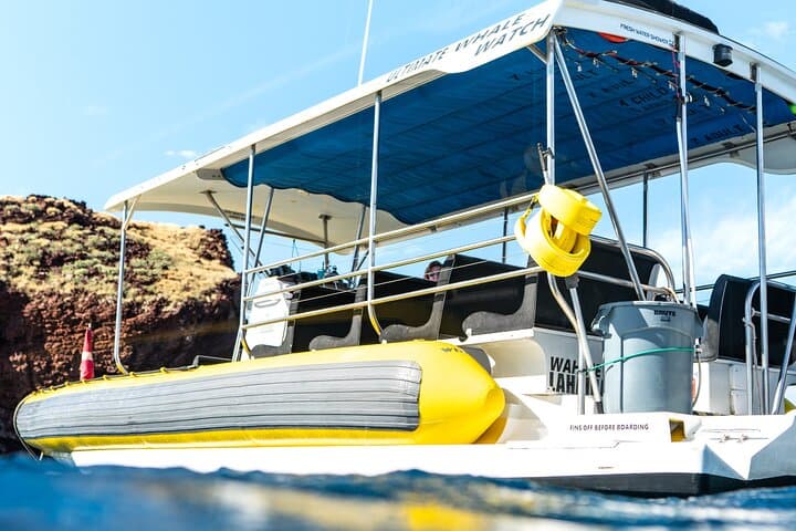 Maui Whale Watching Small-Group 2.5-Hour Whale Escape Tour from Lahaina photo 3
