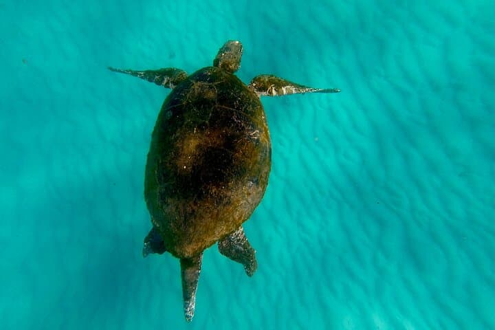 Moreton Island Day Trip: Kayak, Snorkel & Sandboard from Brisbane or the Gold Coast photo 6