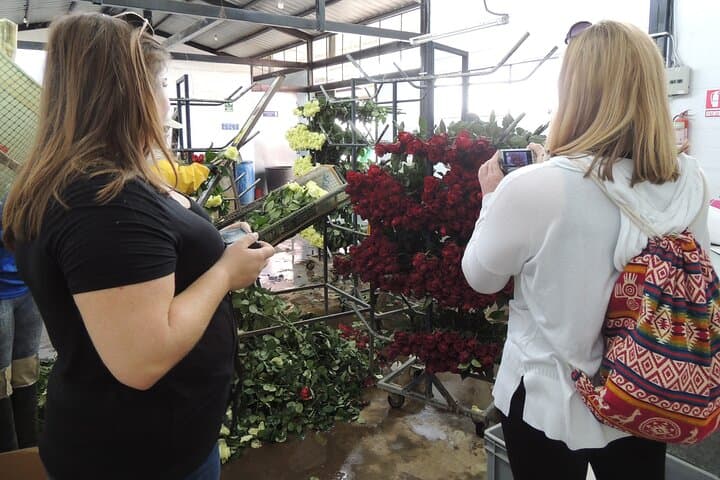 Cochasquí Pyramids & Quitsato Equator Day Tour from Quito — Llamas, Volcano Views and Rose Farms photo 2