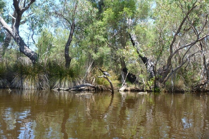 Kayak the Canning River: Half-Day Guided Paddle at Kent Street Weir photo 2