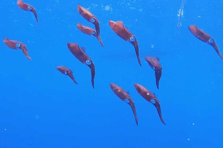 Sosúa Bay Guided Snorkel Cruise — 2-Hour Boat Trip with Pro Guide photo 5
