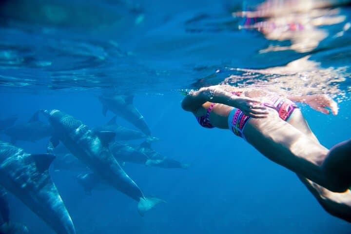 2-Hour Dolphin Swimming Excursion in Tamarin Bay, Mauritius photo 6