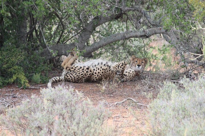 Free Roaming Cheetah Experience at Buffelsdrift Game Lodge, Oudtshoorn photo 5