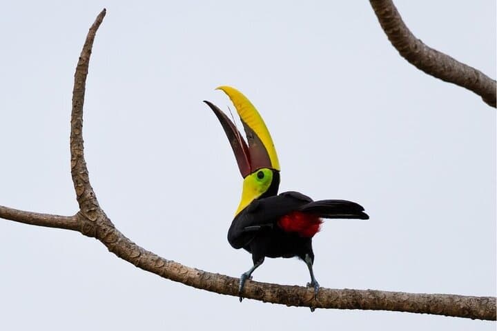 Peñas Blancas Safari Float: Arenal River Wildlife Floating Tour photo 3