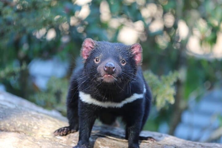 Tasmanian Devil Feeding Tour at Cradle Mountain — 1-Hour Sanctuary Experience photo 4