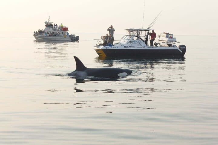 Orcas Island Whale Watching: High-Speed Orca Tours from Eastsound photo 3